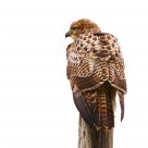 Redtail